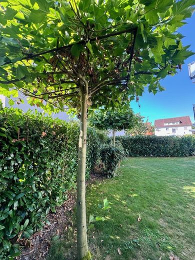 EG Gemeinschaftsgarten