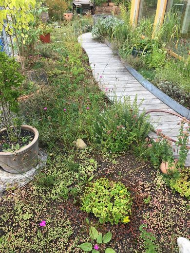 Dachgarten Dachgeschoß