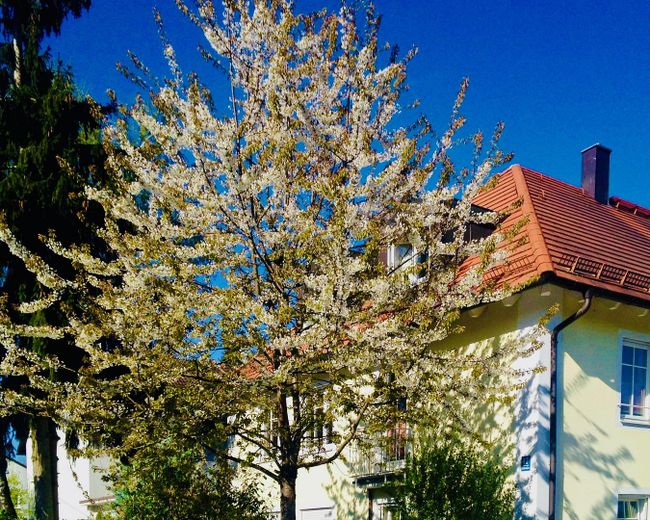 Top Möbliert / Fully furnished: Elegante 3-Zi-Gartenwohung, WLAN, Home Office, TG-Stellplatz – Foto 18