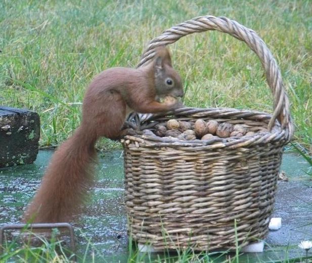 Nachbarn aus dem Wald