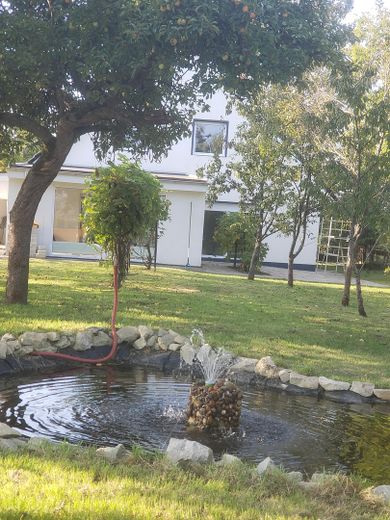 Garten mit Teich und Weinreben