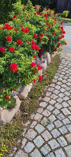 Friesenwall mit Blütenpracht