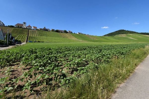 Wohnen unterhalb vom Weinberg