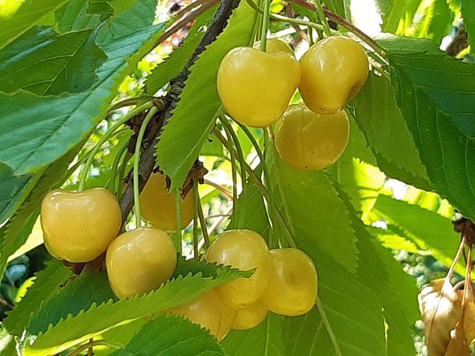 Szczęście mieszkania i radość z ogrodu – gelbe Knorpelkirsche
