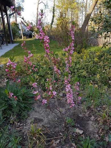 Garten rechts des Hauses