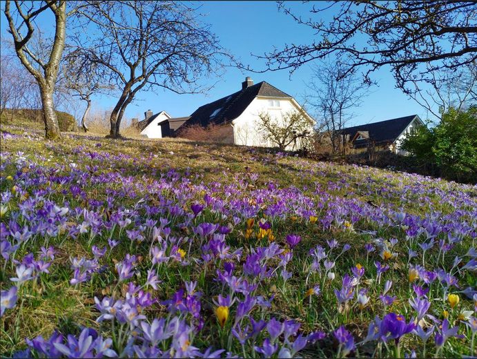 Idyllisch Wohnen mit freiem Blick ins Grüne – Krokusteppich im Frühling