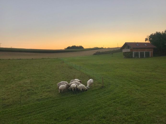 Sonnenuntergang mit Schafen