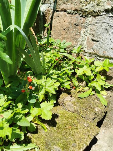 Walderdbeeren Garten