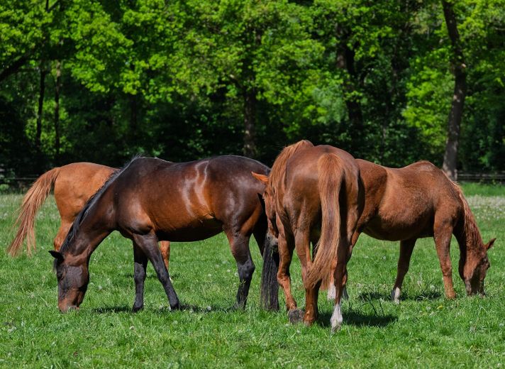 Beispiel Pferdehof…