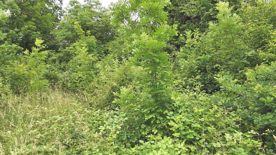 Seltene Gelegenheit im Oberen Maintal: Großzügiges Traumgrundstück mit 1.353 m² in Marktzeuln - Erschlossene Lage &amp; vielseitig bebaubar! – Ansicht 3