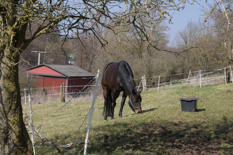 Wiesen