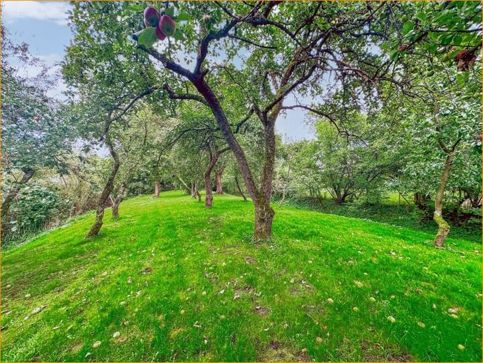 Obstgarten_2