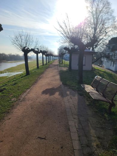 Rheindeich im Winter 2