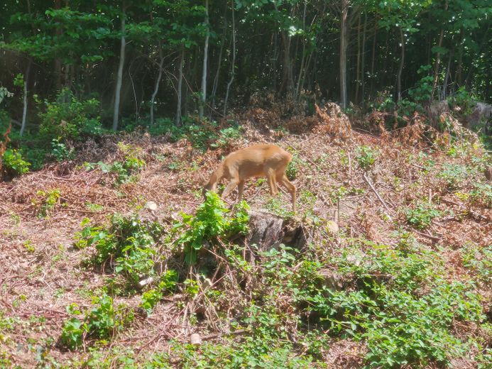 RISERVATA - Bifamiliare ristrutturata e accogliente per tutta la famiglia in una buona posizione – fino a 5 locali – Reh vor Haustür 🦌