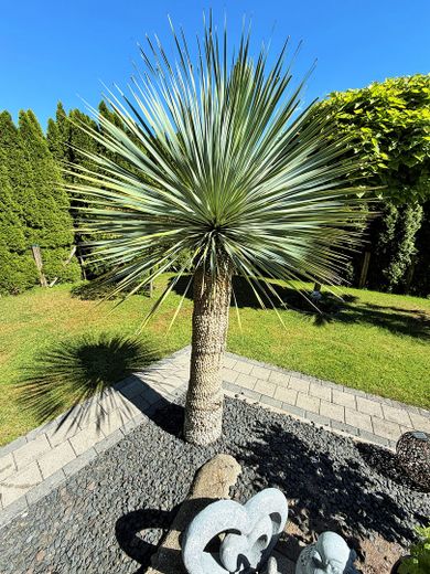 Commission-free detached house on the outskirts with a dream garden! – Exotische Palme
