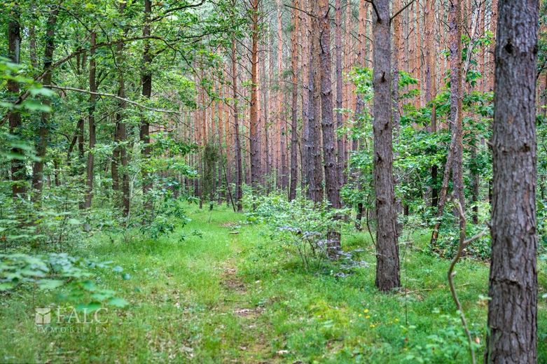 Traumgrundstück in Wilhelmshorst – Natur pur