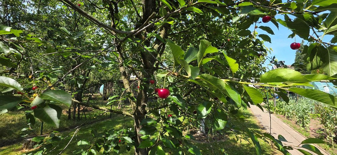 RESERVIERT! - Provisionsfrei: Gepflegtes Zweifamilienhaus mit Gartenparadies in Top-Lage (Köln/Bonn) – Foto 22