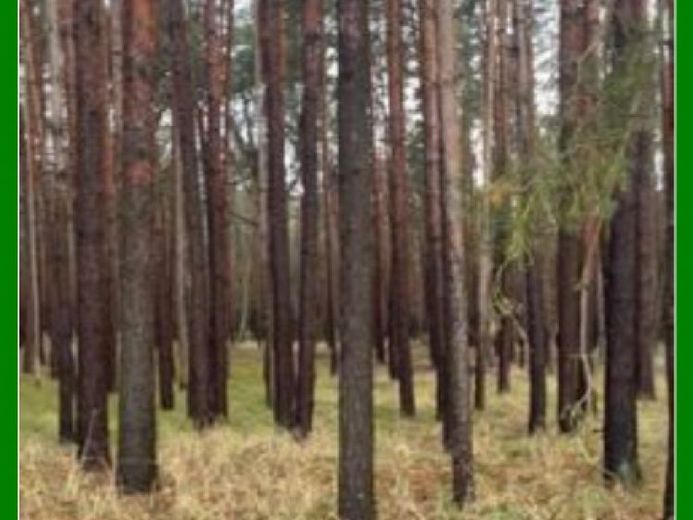 *** 14 ha Forest -Consolidated- *** – Photo 1