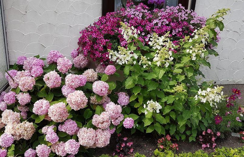 Dom szeregowy w Bad Gandersheim z pięknym ogrodem i piwnicą OD OSOBY PRYWATNEJ! – Blumenpracht vor dem Haus