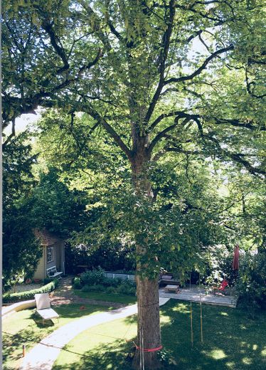 Große Altbau-Villa in Augsburg Göggingen - Exklusives Haus mit Garten – Bergahorn im Garten