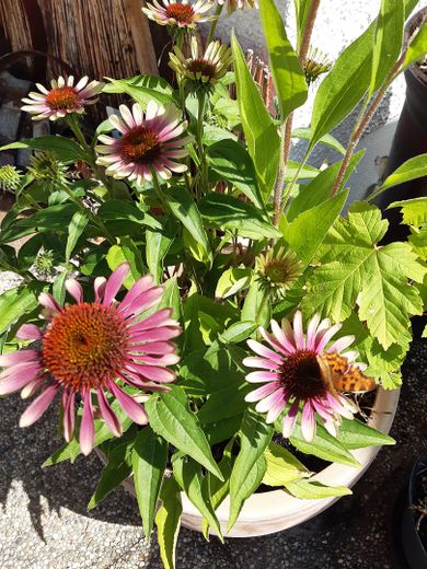 Abitare e progetto del cuore💛 sotto lo stesso tetto - Senza provvigione – Sonnenhut auf Terrasse EG