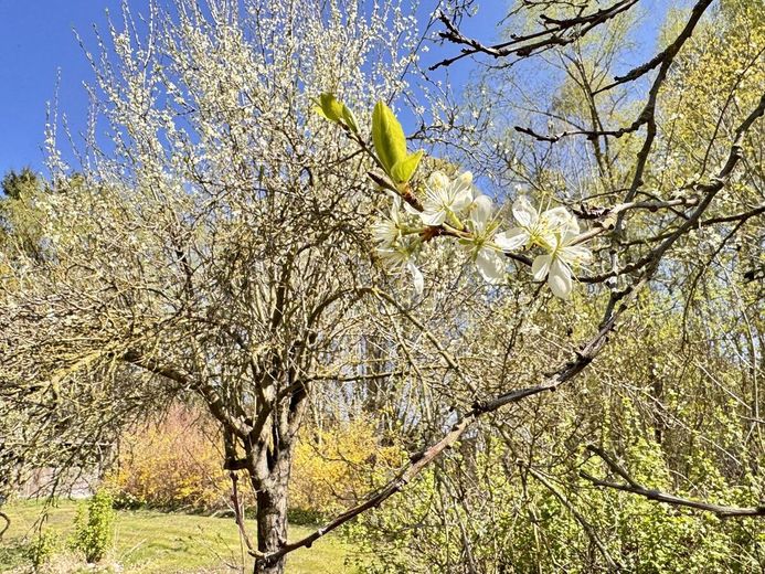 HORN IMMOBILIEN ++ Einfamilienhaus ruhige Lage bei Pasewalk – Garten