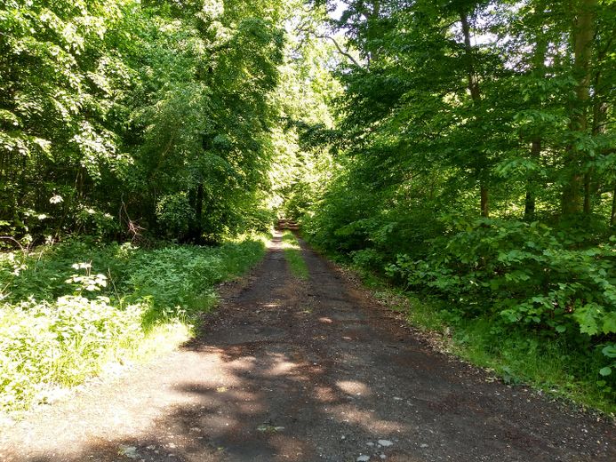 Waldwege