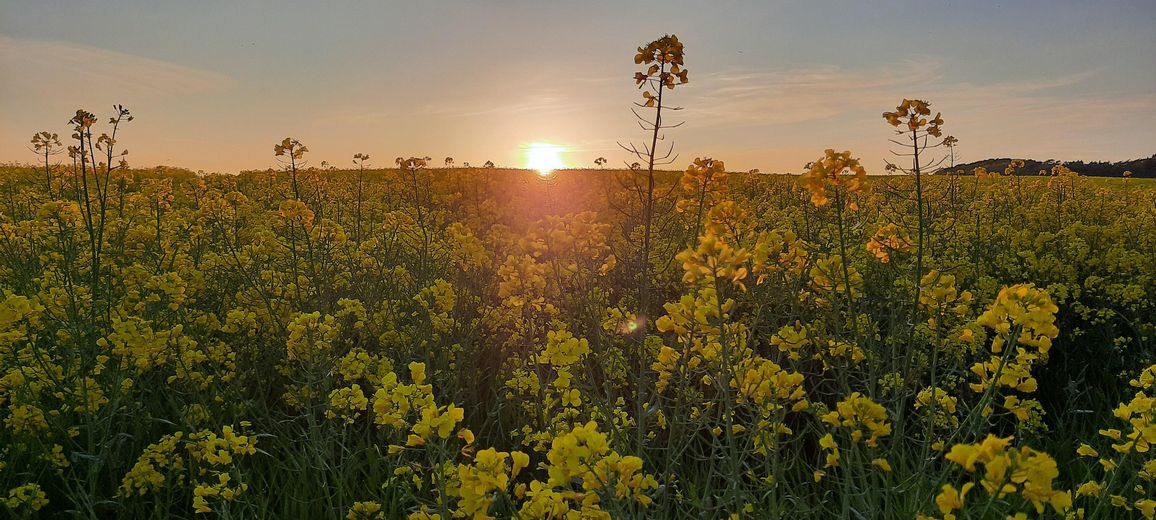 Rapsfeld Ende Grundstück