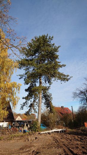 Schwarzkiefer