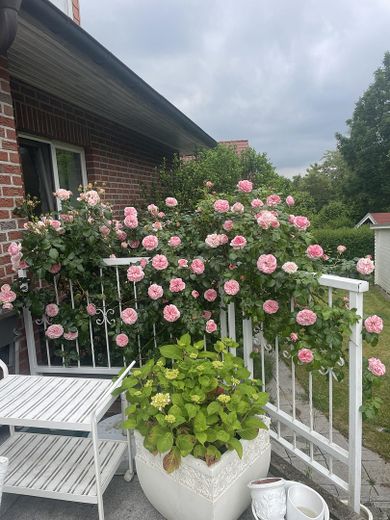 Gartenblick_von_der_Terasse