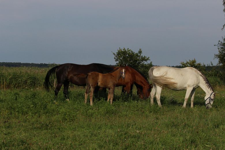 Pferdehof in der Nähe