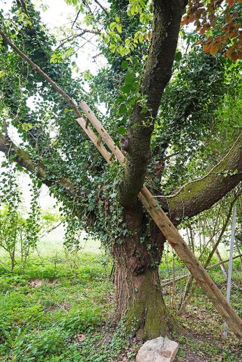 Doppelbungalow mit viel Land und Stallung – Alter Baumbestand