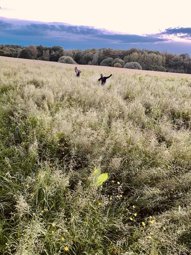 Wiese hinterm Haus im Herbst