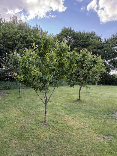 Obstbäume