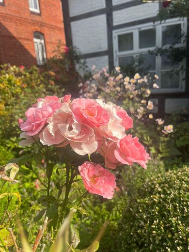 Rosen im Bauerngarten