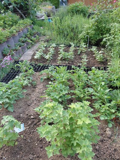 Stadtnahe, idyllische Terassen/Gartenwohnung in ruhiger Weinberglage – Beete
