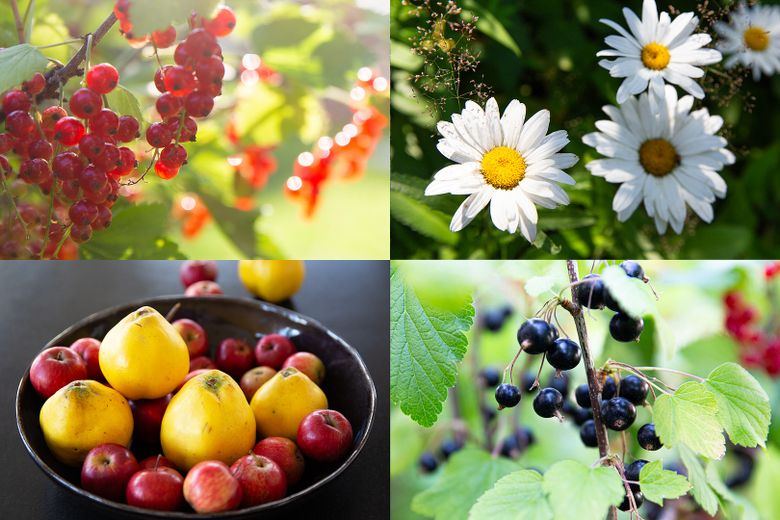 Wohnen + Kapitalanlage: Top gepflegtes, aufwendig saniertes 30er-Jahre-Haus in 1A-Lage Zehlendorf – … Blumen und vielen Beeren