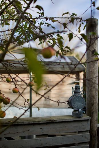 Garten mit Apfelbaum
