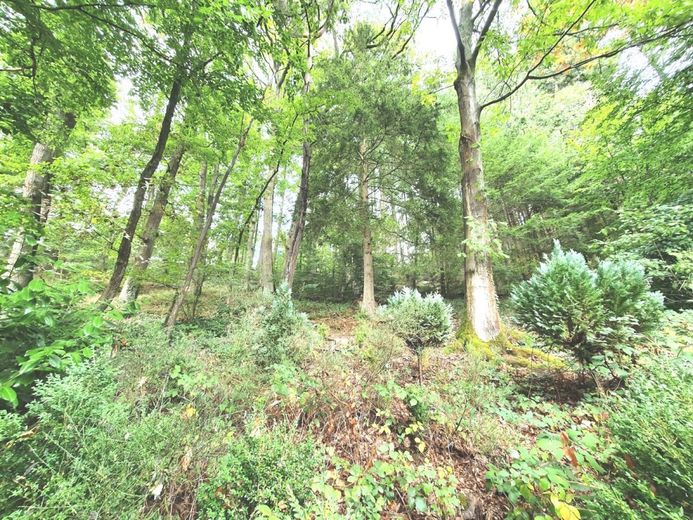 ++ BESONDERES EINFAMILIENHAUS + SONNENTERRASSE + GARTEN IN TRAUMLAGE!! ++ – GARTEN