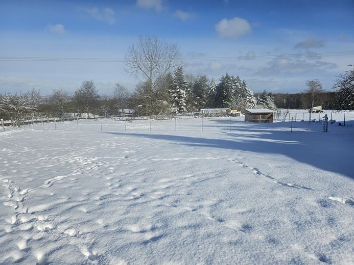 Alpaka çiftliği – Weide im Winter
