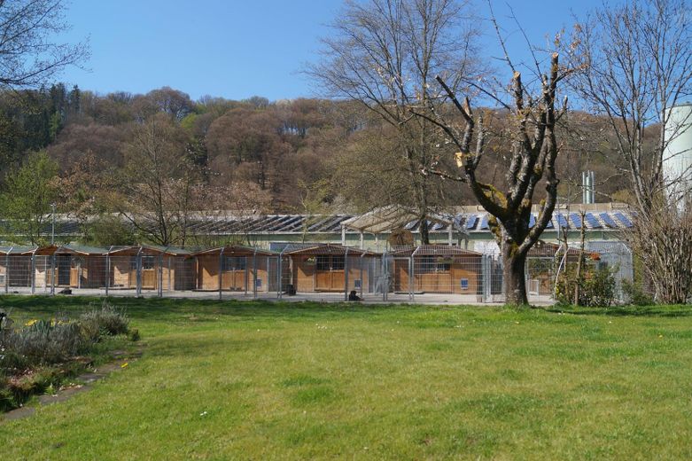 Hundepension