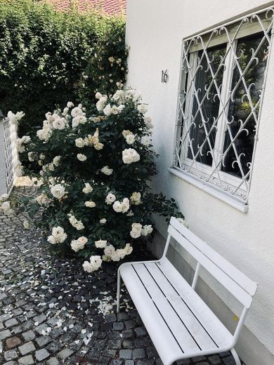 Große Altbau-Villa in Augsburg Göggingen - Exklusives Haus mit Garten – Rosenbeet Eingang