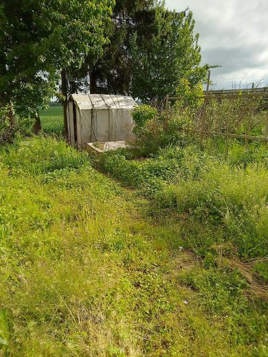 Garten Pflaumen und Himbeeren