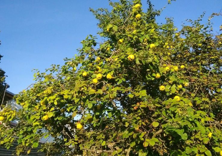 Quitten im Garten