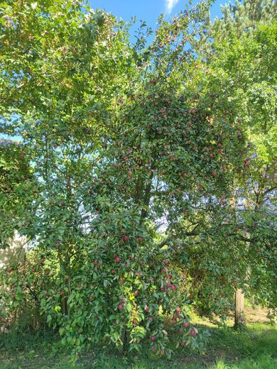 Sin intermediarios: finca con entramado de madera de alrededor de 1720 – aprox. 1.030 m² de superficie habitable/útil, salón, taller, edificio anexo – Obstbäume auf dem Grundstück