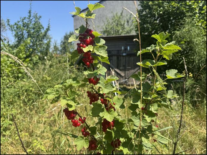 Großes Baugrundstück in Waldrennach / Neuenbürg – Johannisbeeren inklusive