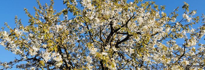 Kirschbaum in Blüte