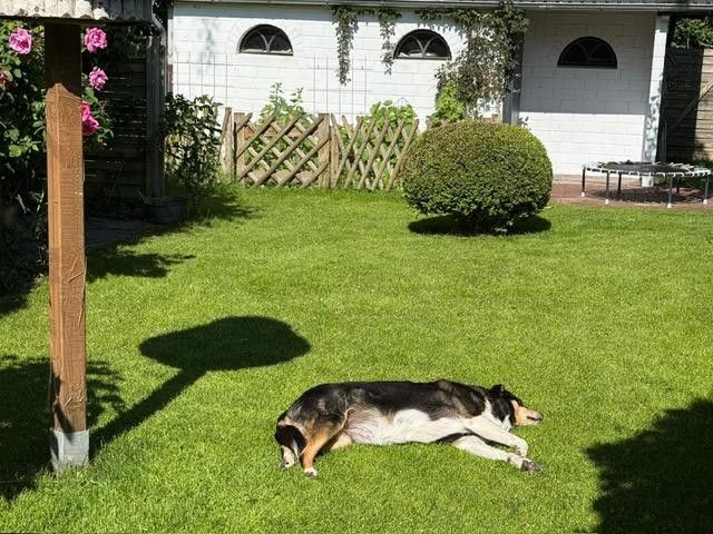 Exclusive country house near Sylt with ambiance & flair – Garten mit Gartenhaus