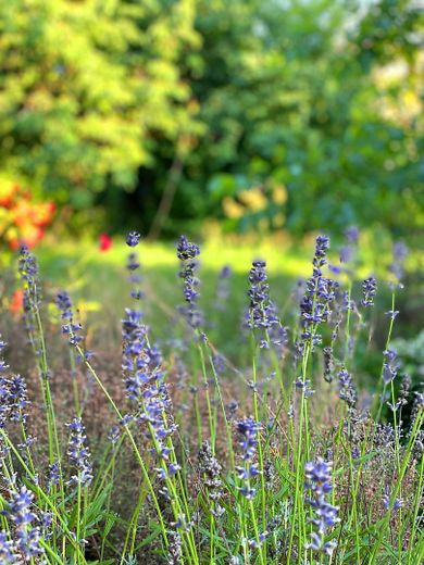 Provisionsfrei, EINFAMILIENHAUS MIT GARTEN in begehrter Wohngegend Dessau-Ziebigk – Lavendel im Garten