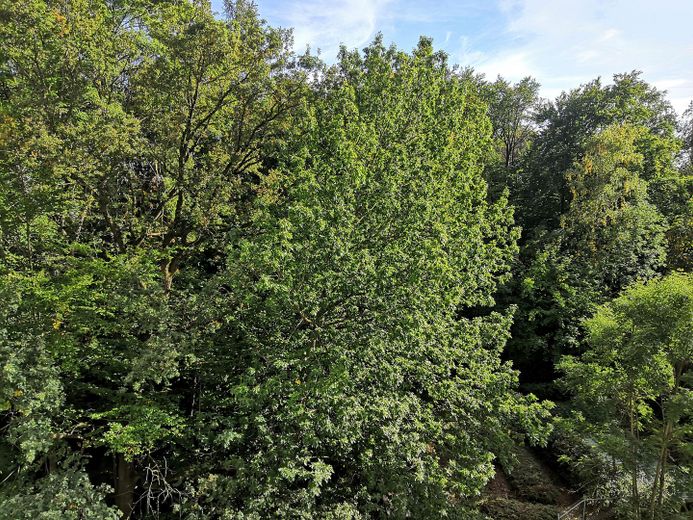2,5 locali con vista sul bosco | Interessante investimento immobiliare – Ausblick